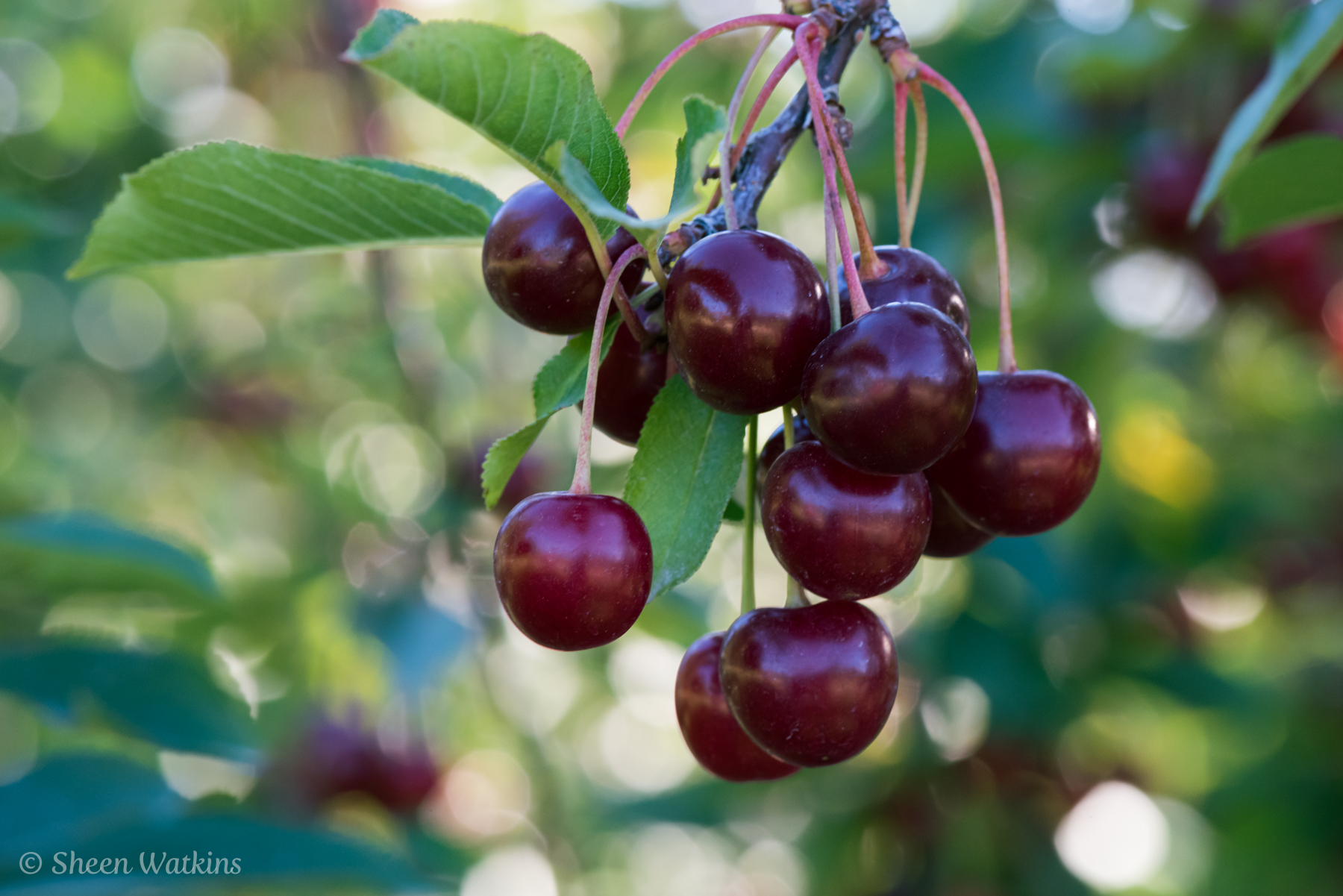 It's Cherry Picking Season In Michigan Hallstedt Homestead Cherries